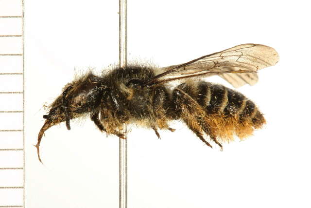 Image of Leafcutter bee