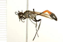 Image of Ammophila azteca Cameron 1888