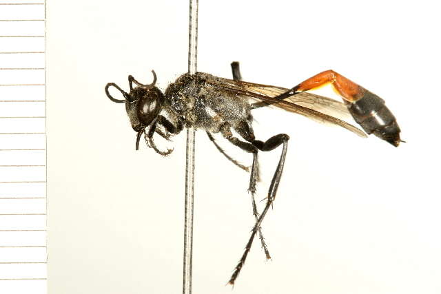 Image of Ammophila azteca Cameron 1888