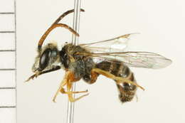 Image of Halictus confusus Smith 1853