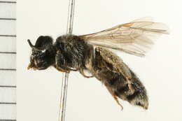 Image of Halictus virgatellus Cockerell 1901