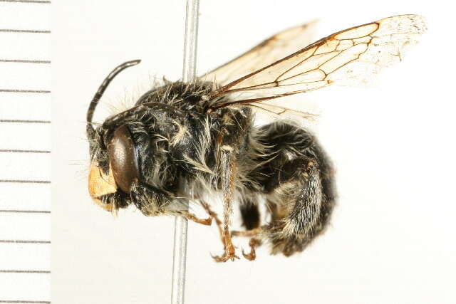 Image of Anthophora furcata (Panzer 1798)