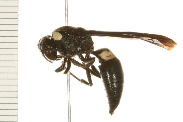 Image of Four-toothed Mason Wasp