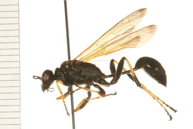 Image of Black and Yellow Mud Dauber