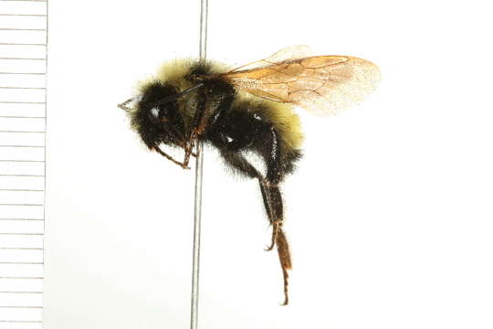 Image de Bombus insularis (Smith 1861)