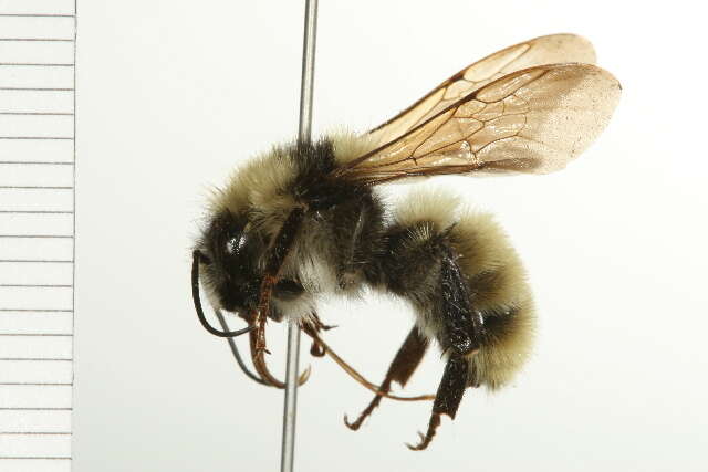 Image of White Shouldered Bumble Bee