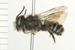 Image of Leafcutter bee