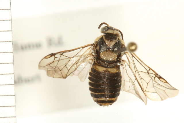 Image of European Spruce Sawfly