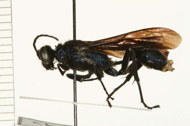 Image of Blue Mud Wasp