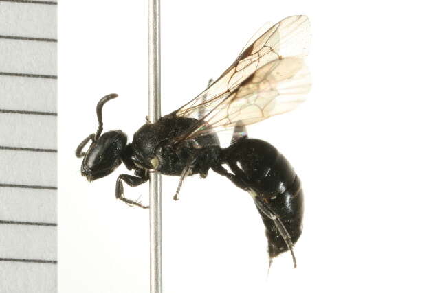 Imagem de Hylaeus annulatus (Linnaeus 1758)