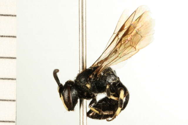 Imagem de Hylaeus annulatus (Linnaeus 1758)