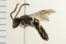 Image de Lasioglossum quebecense (Crawford 1907)