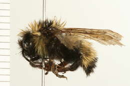 Image de Bombus insularis (Smith 1861)