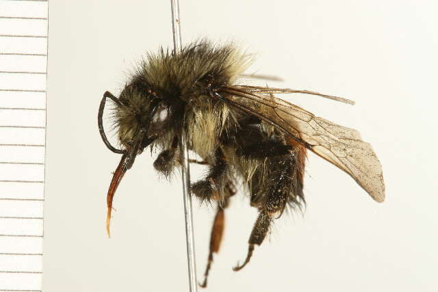 Image of Black Tail Bumble Bee