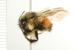 Image of Black Tail Bumble Bee