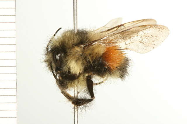 Image of Black Tail Bumble Bee