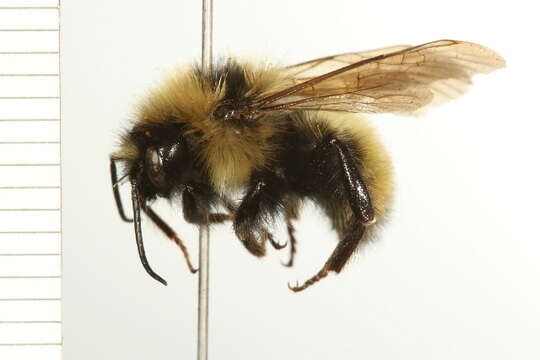 Image de Bombus insularis (Smith 1861)