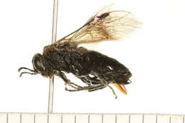 Image of Alder Sawfly