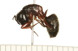 Plancia ëd Camponotus herculeanus (Linnaeus 1758)