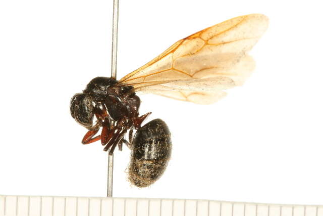 Plancia ëd Camponotus herculeanus (Linnaeus 1758)