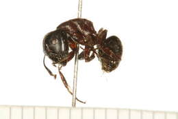 Plancia ëd Camponotus herculeanus (Linnaeus 1758)