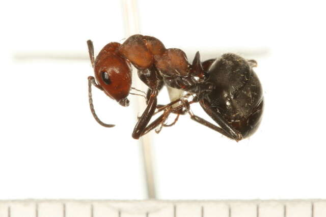 Image of Thatching ant