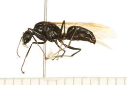 Plancia ëd Camponotus herculeanus (Linnaeus 1758)