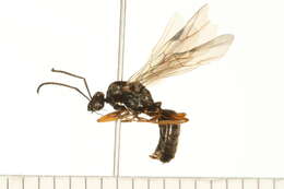 Image of Formica neorufibarbis Emery 1893