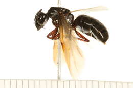 Plancia ëd Camponotus herculeanus (Linnaeus 1758)