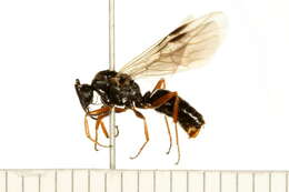 Image of Formica fusca