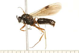 Image of Negro ant