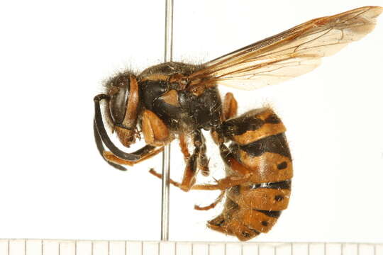 Image de Vespula maculifrons (Buysson 1905)