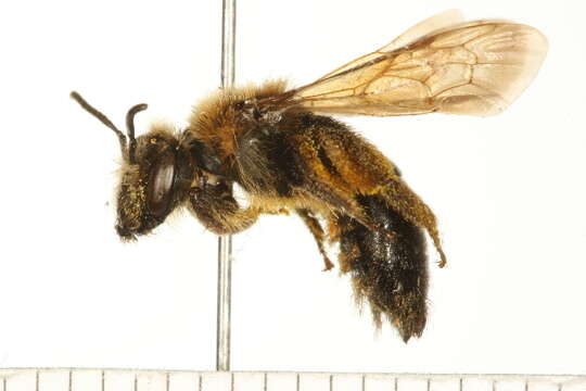 صورة Andrena nivalis Smith 1853