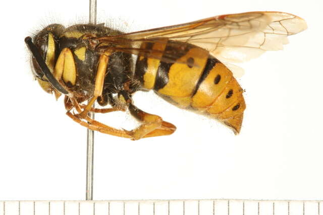 Image of Eastern Yellowjacket