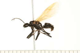 Plancia ëd Camponotus herculeanus (Linnaeus 1758)