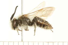 Image of Andrenine bee