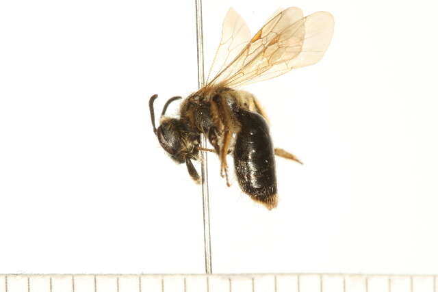 Imagem de Andrena wheeleri Graenicher 1904