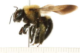 Image of Eastern Carpenter Bee