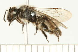 Image of Andrena dunningi Cockerell 1898