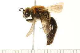 Image of Colletes thoracicus Smith 1853