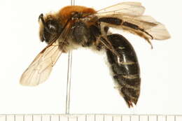 Image of Colletes thoracicus Smith 1853