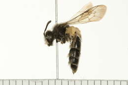 Image of Andrena dunningi Cockerell 1898