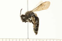 Image of Andrena dunningi Cockerell 1898