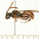 Nomada hydrophylli Swenk 1915的圖片