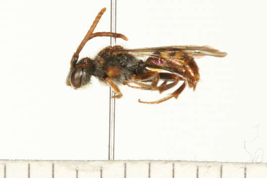 Image of Nomada hydrophylli Swenk 1915