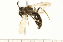 Image of Andrena persimulata Viereck 1917