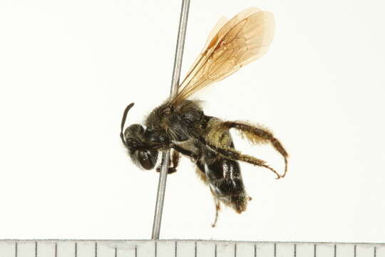 Image of Andrena persimulata Viereck 1917