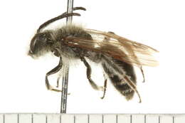 Image of Andrenine bee