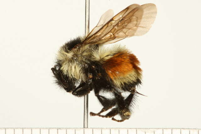 Image of Tricolored Bumble Bee