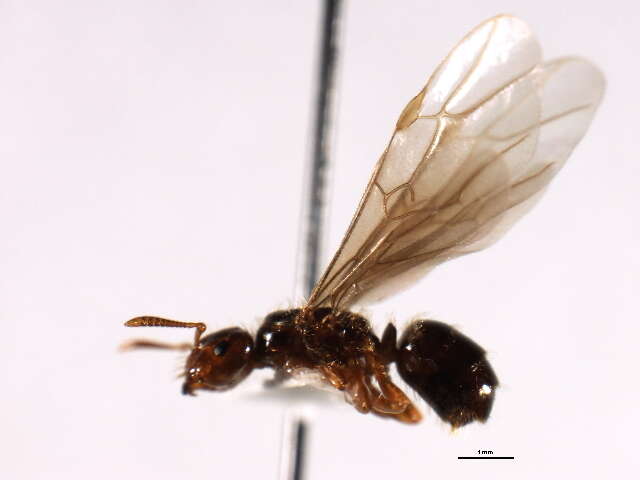 Imagem de <i>Lasius claviger</i>